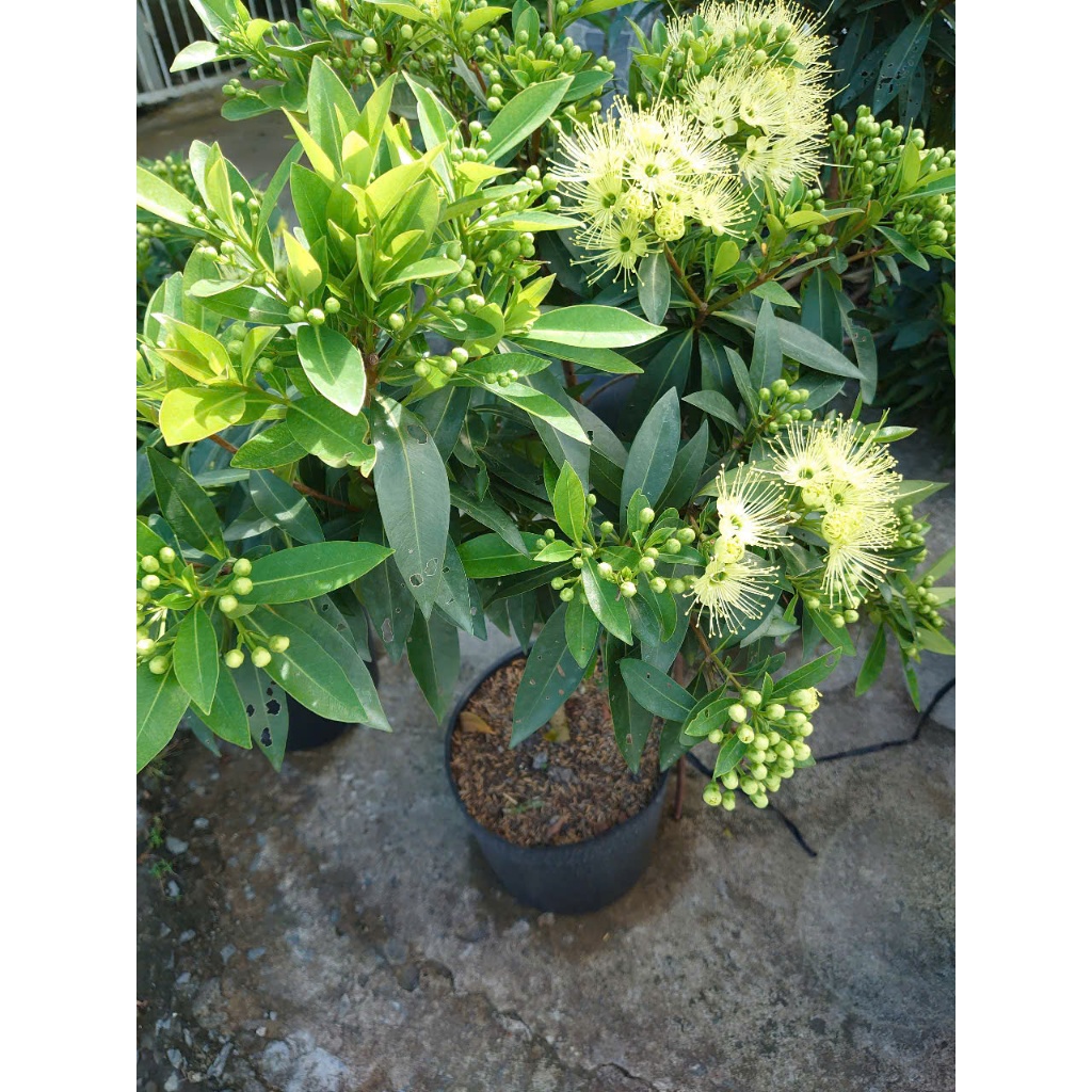 Cây Mai Thái Xanh (Xanh Bơ cây 1 cốt 3 năm tuổi cao 80-120cm) - chậu cây size lớn đang hoa hoặc nụ