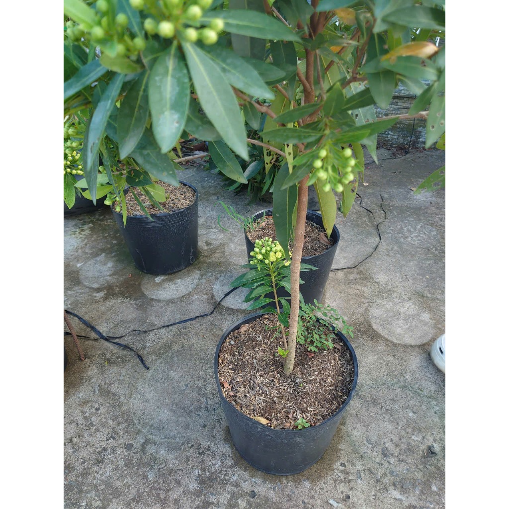 Cây Mai Thái Xanh (Xanh Bơ cây 1 cốt 3 năm tuổi cao 80-120cm) - chậu cây size lớn đang hoa hoặc nụ