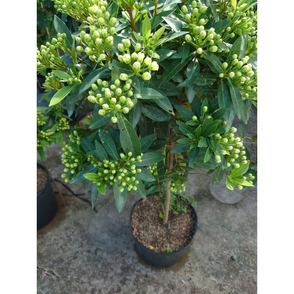 Cây Mai Thái Xanh (Xanh Bơ cây 1 cốt 3 năm tuổi cao 80-120cm) - chậu cây size lớn đang hoa hoặc nụ