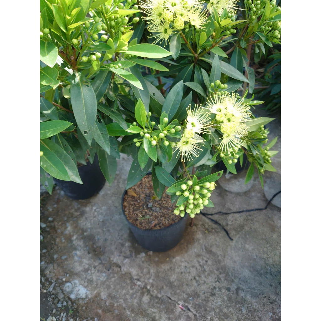 Cây Mai Thái Xanh (Xanh Bơ cây 1 cốt 3 năm tuổi cao 80-120cm) - chậu cây size lớn đang hoa hoặc nụ
