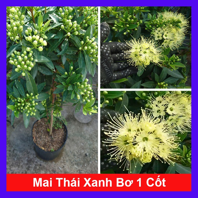 Cây Mai Thái Xanh (Xanh Bơ cây 1 cốt 3 năm tuổi cao 80-120cm) - chậu cây size lớn đang hoa hoặc nụ