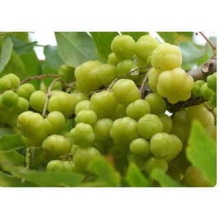 Cây Giống Chùm Ruột Siêu Trái