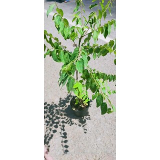 Cây Giống Chùm Ruột Siêu Trái
