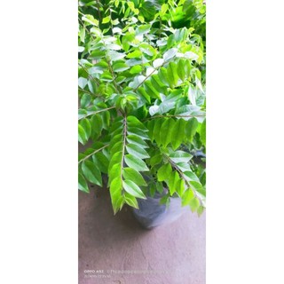 Cây Giống Chùm Ruột Siêu Trái