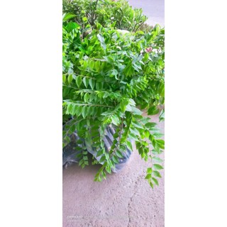 Cây Giống Chùm Ruột Siêu Trái