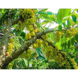 Cây Giống Chùm Ruột Siêu Trái