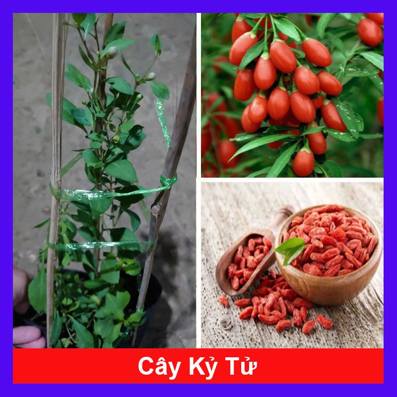 Cây Kỷ Tử - cây dược liệu - cây chuẩn bị cho hoa quả
