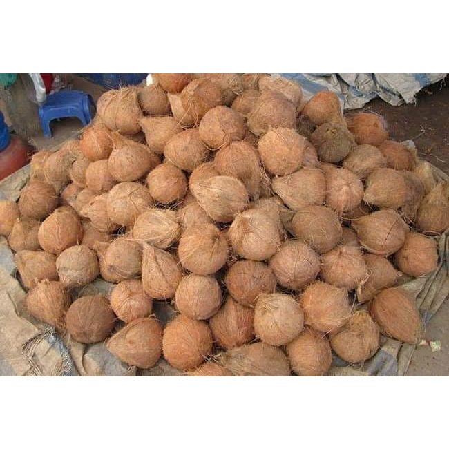 Dừa khô bến tre nhà trồng