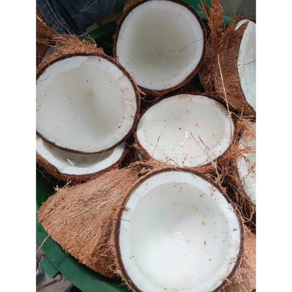 Dừa khô bến tre nhà trồng