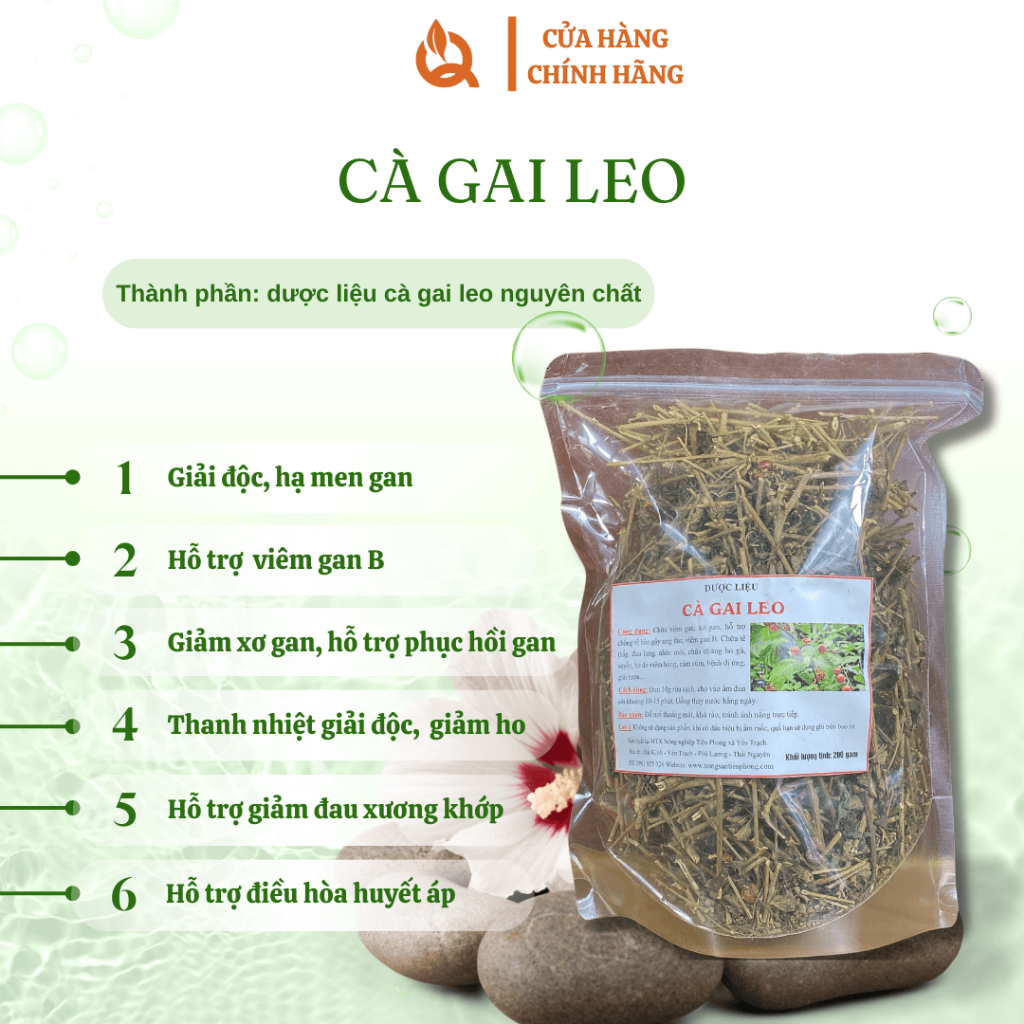 Trà Cà gai leo sấy khô sao vàng - Giải độc, hạ men gan, làm mát gan, bảo vệ lá gan cho gia đình, thảo dược sạch