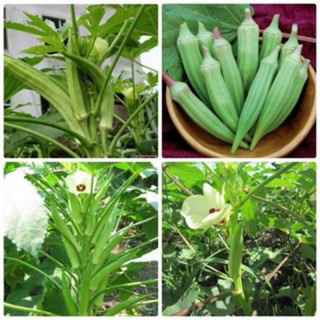 Hạt giống Đậu Bắp RD60 - Gói 20g