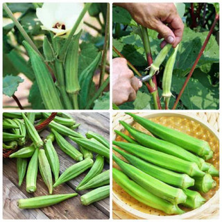 Hạt giống Đậu Bắp RD60 - Gói 20g