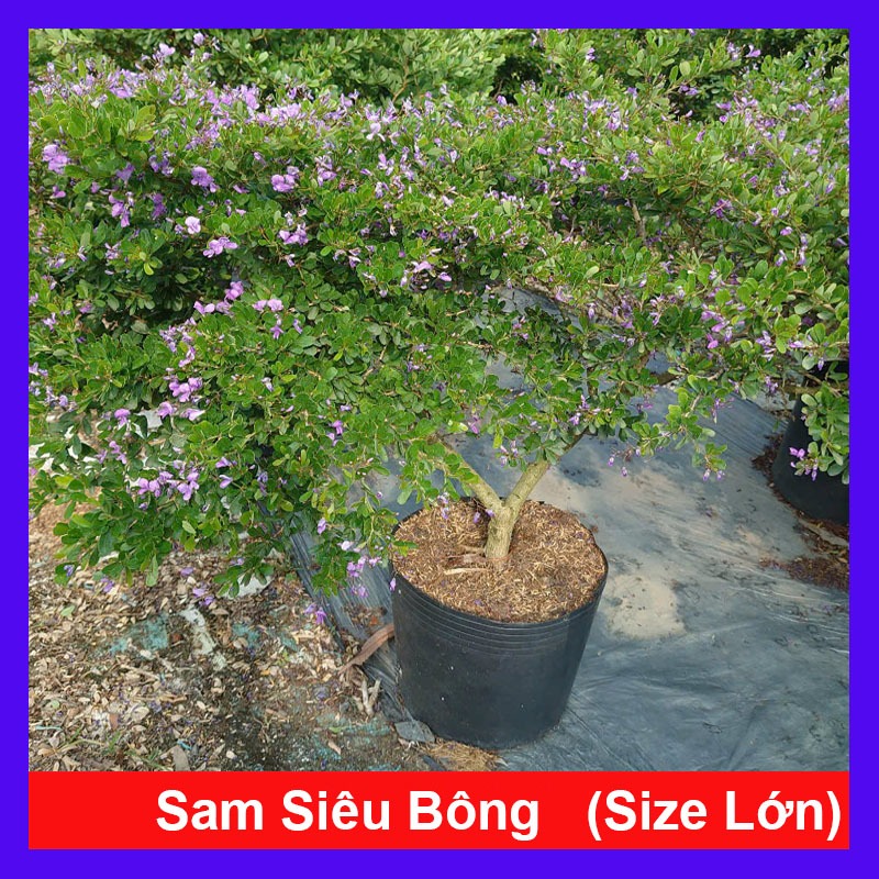 Cây Linh Sam Siêu Bông (Size Lớn cao 60-80cm) - chậu cây cảnh bonsai trang trí nhà cửa sân vườn
