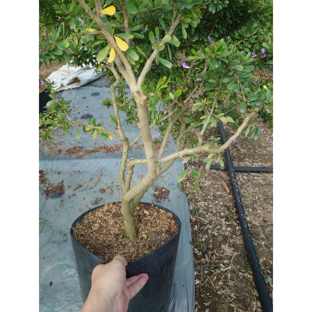Cây Linh Sam Siêu Bông (Size Lớn cao 60-80cm) - chậu cây cảnh bonsai trang trí nhà cửa sân vườn