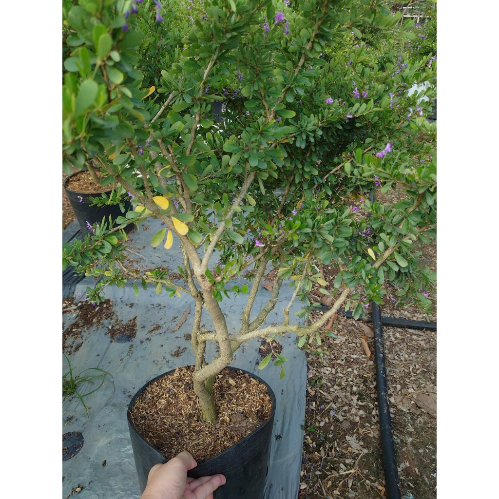 Cây Linh Sam Siêu Bông (Size Lớn cao 60-80cm) - chậu cây cảnh bonsai trang trí nhà cửa sân vườn