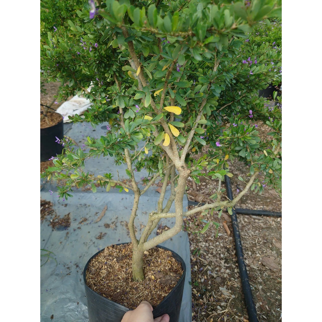 Cây Linh Sam Siêu Bông (Size Lớn cao 60-80cm) - chậu cây cảnh bonsai trang trí nhà cửa sân vườn
