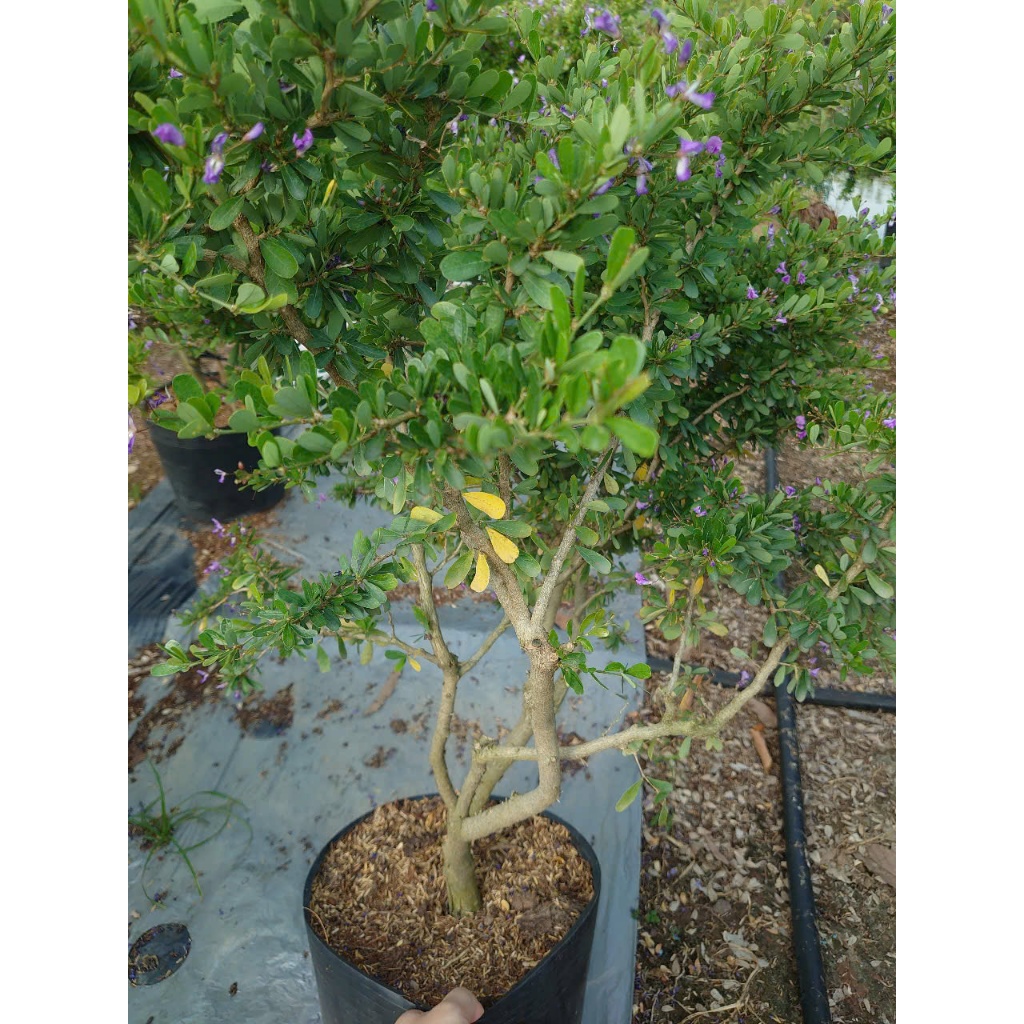 Cây Linh Sam Siêu Bông (Size Lớn cao 60-80cm) - chậu cây cảnh bonsai trang trí nhà cửa sân vườn