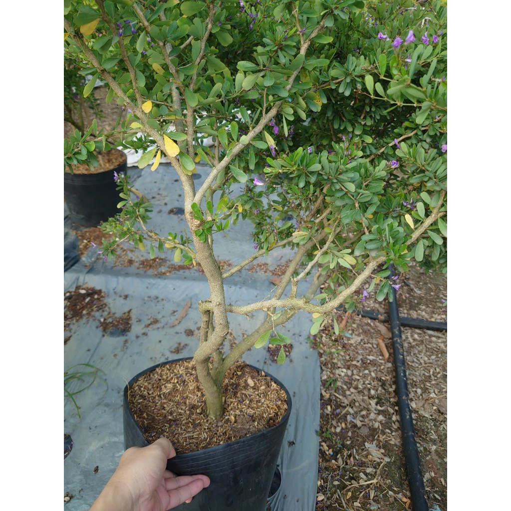 Cây Linh Sam Siêu Bông (Size Lớn cao 60-80cm) - chậu cây cảnh bonsai trang trí nhà cửa sân vườn