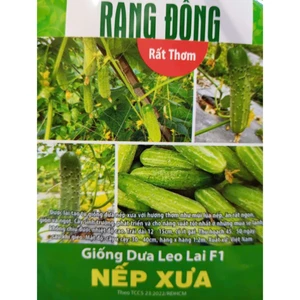 HẠT GIỐNG DƯA LEO NẾP XƯA