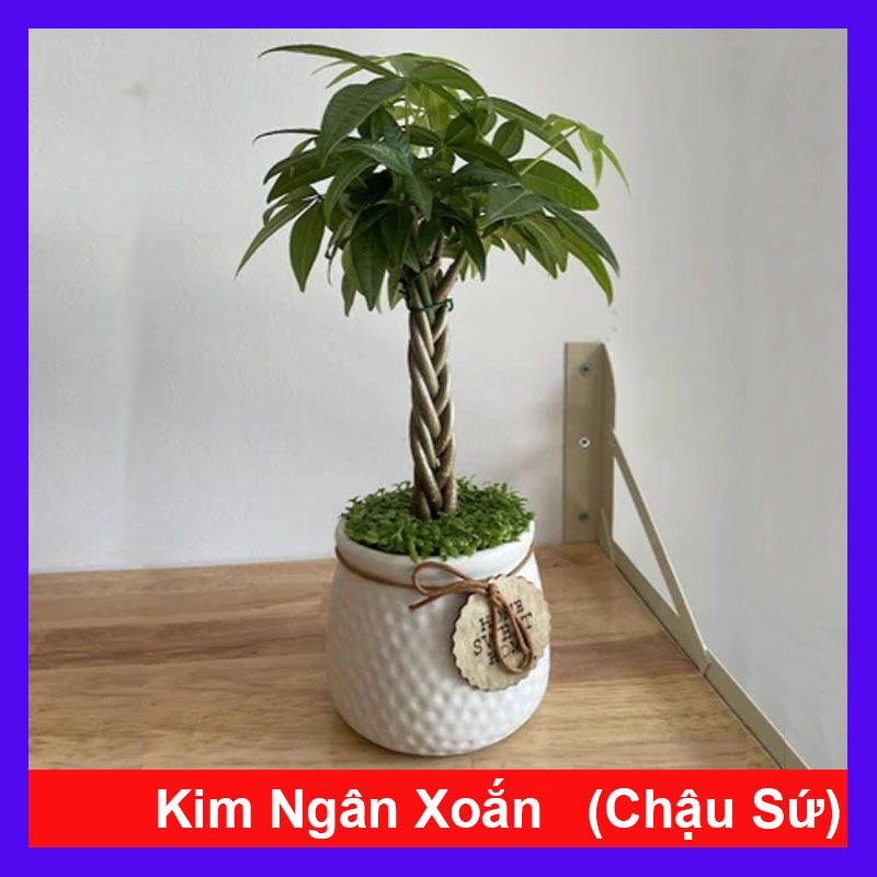 Cây kim ngân xoắn kèm chậu sứ, chậu cây cảnh để bàn hút tài lộc mang đến phong thủy tốt