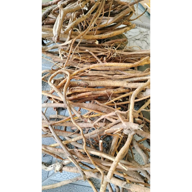 Hoàng Kỳ Nam Chuẩn Rừng | Rễ Hoàng Kì  Thơm Đậm Tự Nhiên Hàng Sạch Tuyển Chọn 1kg