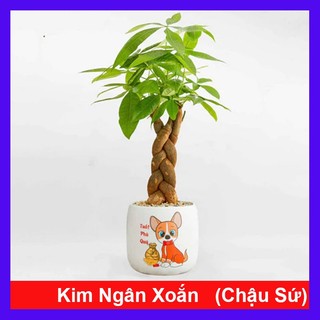 Cây kim ngân xoắn kèm chậu sứ - chậu cây cảnh để bàn hút tài lộc mang đến phong thủy tốt