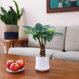 Cây kim ngân xoắn kèm chậu sứ - chậu cây cảnh để bàn hút tài lộc mang đến phong thủy tốt