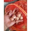 Hành tía ta Sơn La đặc sản hành Yên Châu Sơn La