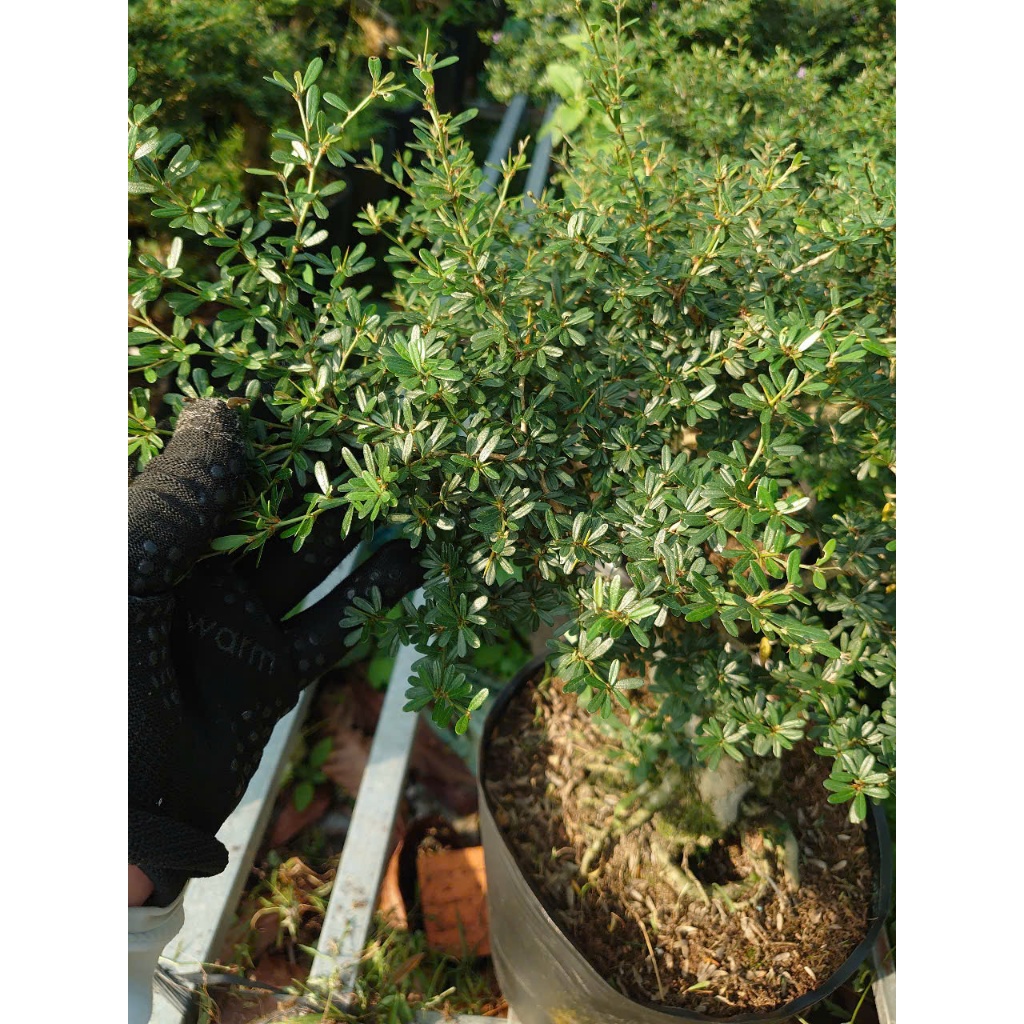 Cây Linh Sam 86 (cây cổ thụ gốc to 4 năm tuổi) - chậu cây cảnh bonsai để bàn