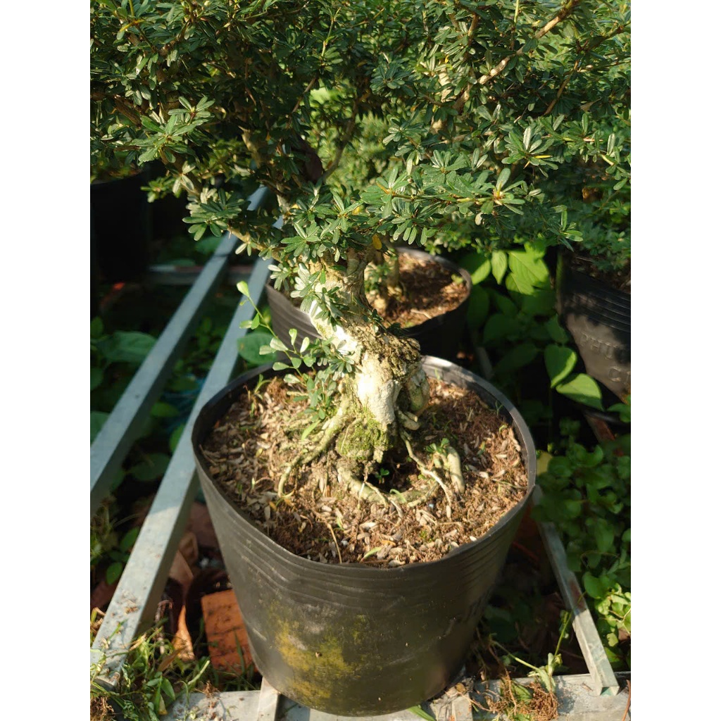Cây Linh Sam 86 (cây cổ thụ gốc to 4 năm tuổi) - chậu cây cảnh bonsai để bàn