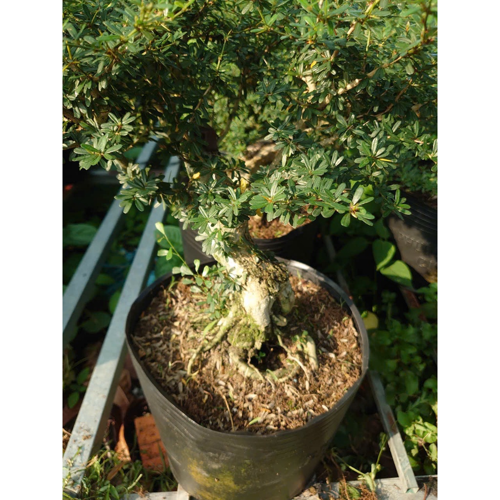 Cây Linh Sam 86 (cây cổ thụ gốc to 4 năm tuổi) - chậu cây cảnh bonsai để bàn