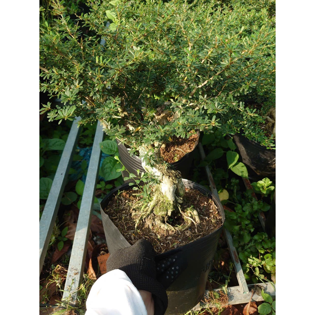 Cây Linh Sam 86 (cây cổ thụ gốc to 4 năm tuổi) - chậu cây cảnh bonsai để bàn