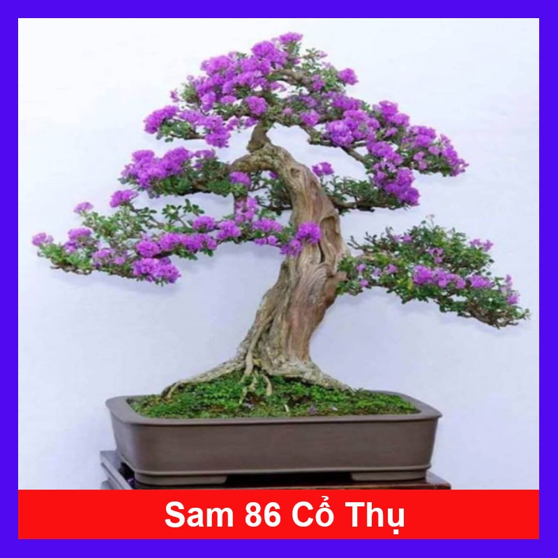 Cây Linh Sam 86 (cây cổ thụ gốc to 4 năm tuổi) - chậu cây cảnh bonsai để bàn