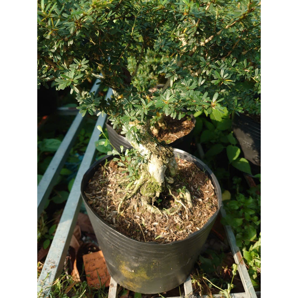 Cây Linh Sam 86 (cây cổ thụ gốc to 4 năm tuổi) - chậu cây cảnh bonsai để bàn