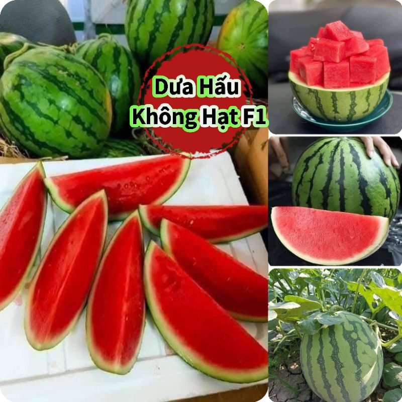 Hạt Giống Dưa Hấu Không Hạt 💥 Đỏ Ngọt Lịm🍀 Năng Suất Cao