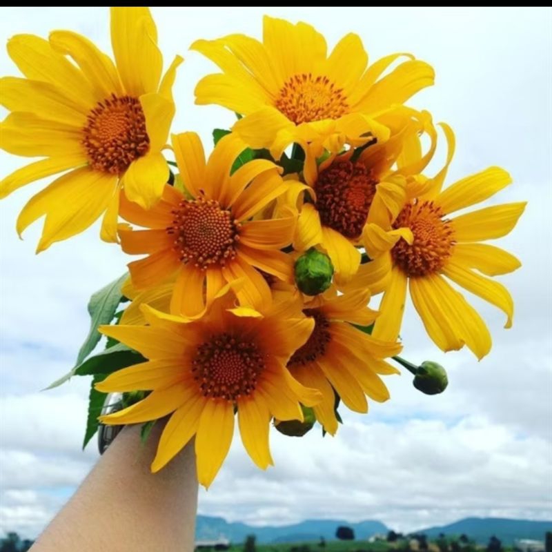 200 Hạt Giống Hoa Dã Quỳ Cực Xinh❤️ Cây Lâu Năm