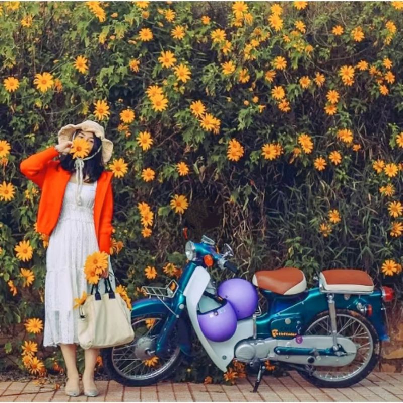 200 Hạt Giống Hoa Dã Quỳ Cực Xinh❤️ Cây Lâu Năm