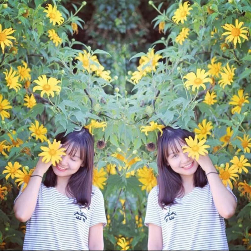 200 Hạt Giống Hoa Dã Quỳ Cực Xinh❤️ Cây Lâu Năm