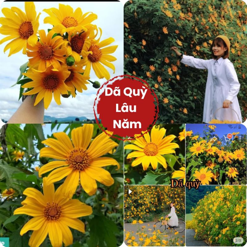 200 Hạt Giống Hoa Dã Quỳ Cực Xinh❤️ Cây Lâu Năm