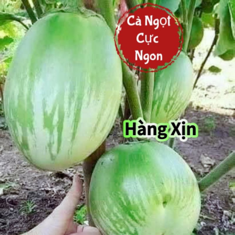 100 Hạt Giống Cà Dừa Sọc Khổng Lồ💥 Ăn Cực ngon,  Cực Kỳ Năng Suất