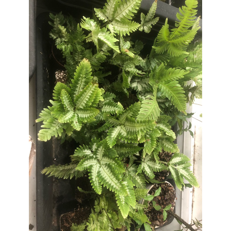 Cây dương xỉ var, cẩm thạch trang trí bể terrarium,bán cạn