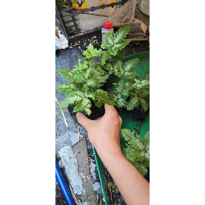 Cây dương xỉ var, cẩm thạch trang trí bể terrarium,bán cạn
