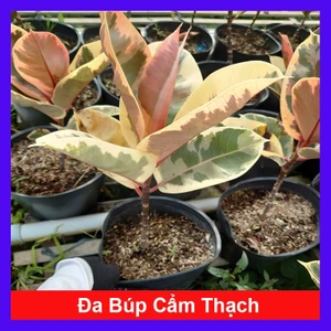 Cây đa búp cẩm thạch - Cây cảnh để bàn