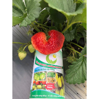 SIÊU KALI HLC 500ML - SIÊU NGỌT TRÁI, TĂNG ĐỘ NGỌT TRÁI, CHẮC TRÁI, TO CỦ, TO HOA CHO CÂY TRÔNG