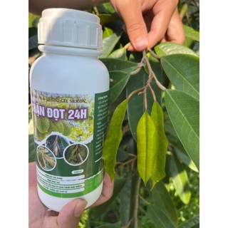CHẶN ĐỌT 24h chuyên dùng cho sầu riêng