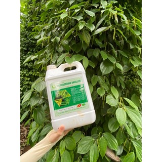 NẤM ĐỐI KHÁNG TRICHODERMA BACILLUS HLC CAN 5 L (DẠNG NƯỚC) - ĐỐI KHÁNG NẤM BỆNH, PHÒNG THỐI RỄ, TUYẾN TRÙNG, CẢI TẠO ĐẤT