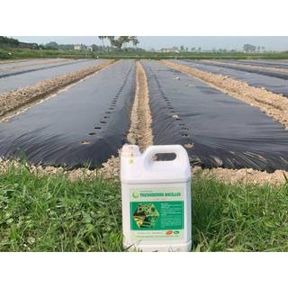 NẤM ĐỐI KHÁNG TRICHODERMA BACILLUS HLC CAN 5 L (DẠNG NƯỚC) - ĐỐI KHÁNG NẤM BỆNH, PHÒNG THỐI RỄ, TUYẾN TRÙNG, CẢI TẠO ĐẤT
