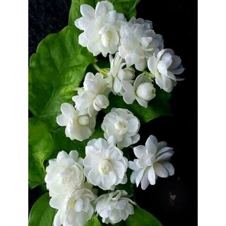 [HOT TREND] Nước Hoa Nam BLEU CHA.NL ( chai chiết 10ml)Hương Gỗ Nam Tính, Lịch Lãm & Cuốn Hút  Lưu Hương Lâu