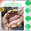 Trầm hương Bình An vòng trầm trúc trụ trầm kiến Quảng Nam 8 10 12ly(mm)