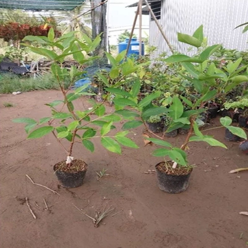 Cây mận mst ( cây mận hồng sóc trăng ) cây ăn quả có thể trồng chậu cho trái ngon ngọt như đường